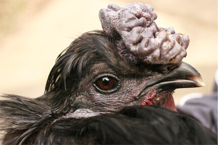純血腫鳥骨鶏の画像